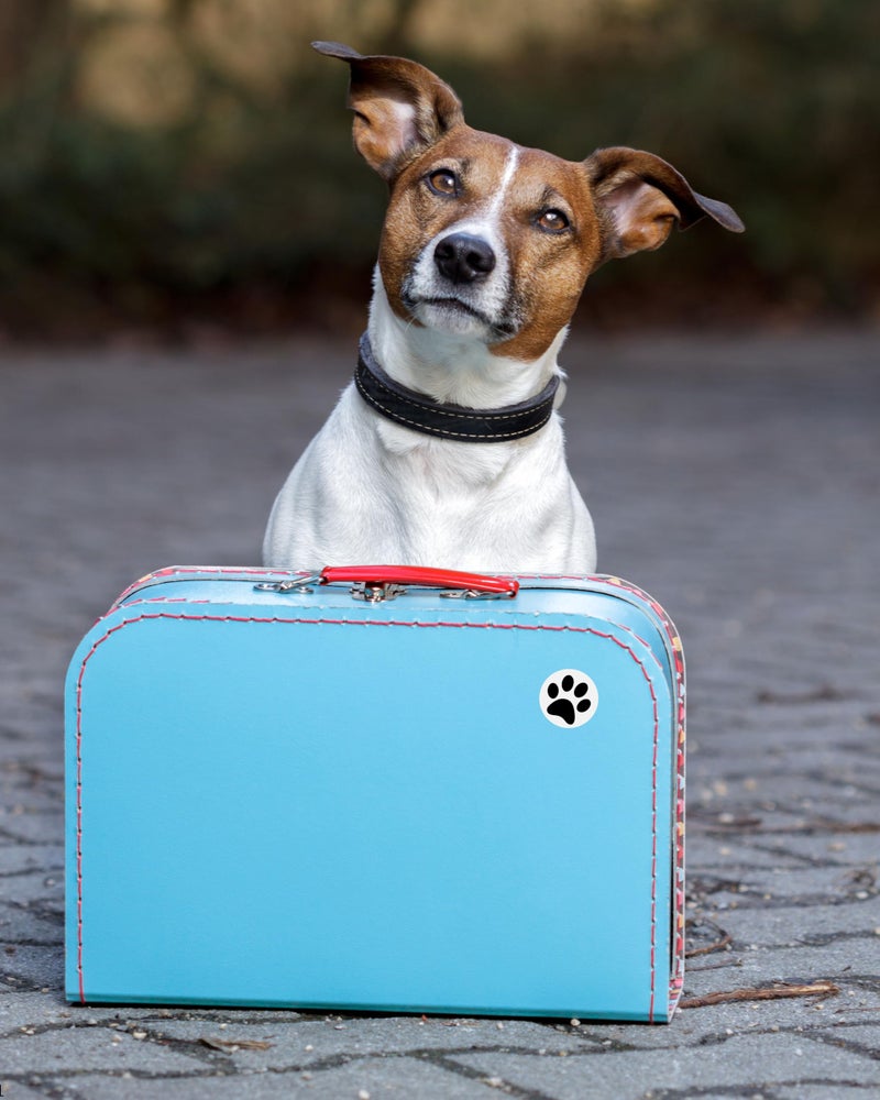 Fundraising For A Cause 250 Paw Print Awareness Stickers - Fundraise for Animal Rights, Stop Abuse, Perfect for Pet Lovers, Businesses, Clinics, Labels, Scrapbooks - Image 5